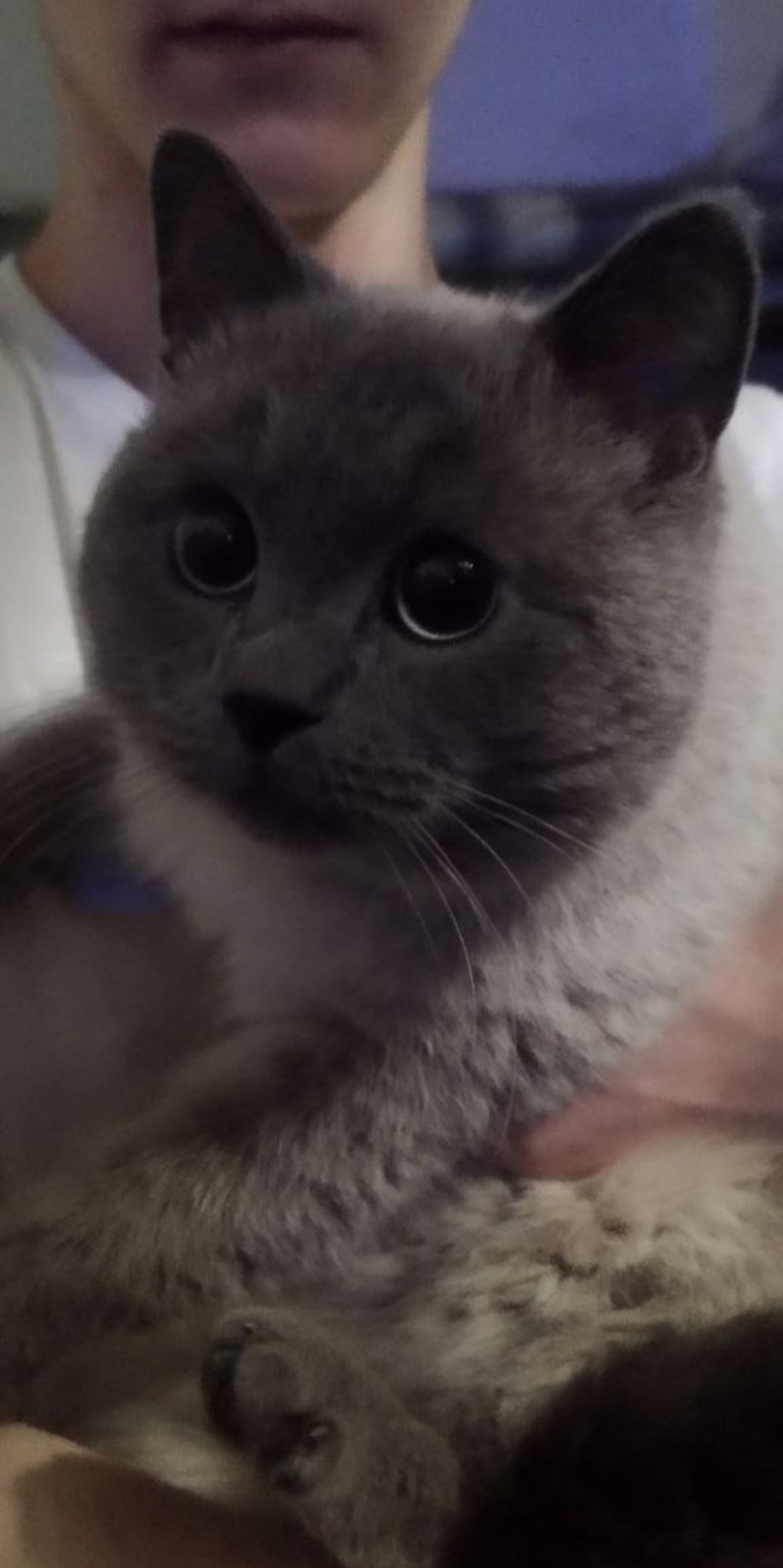 Найдена собака в Барнауле — фото объявления