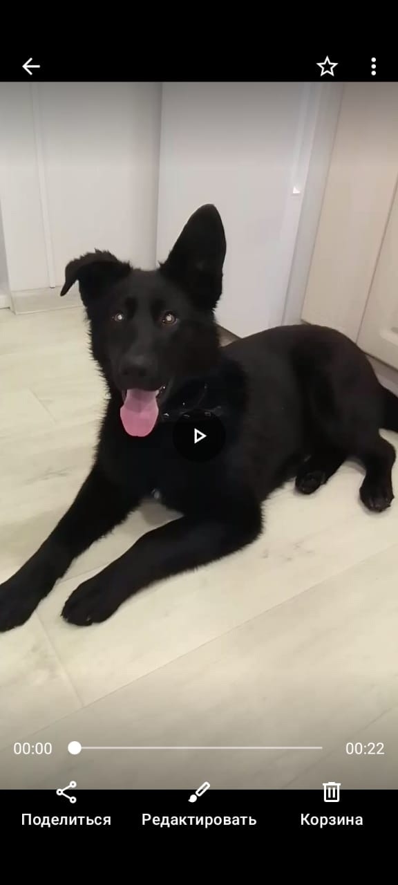 Найдена собака в Барнауле — фото объявления