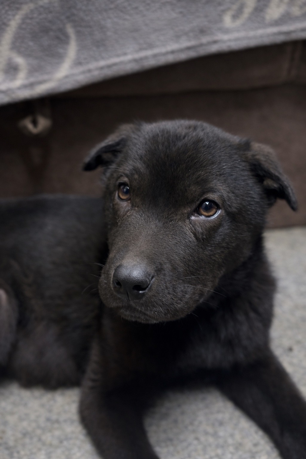 Найдена собака в Барнауле — фото объявления