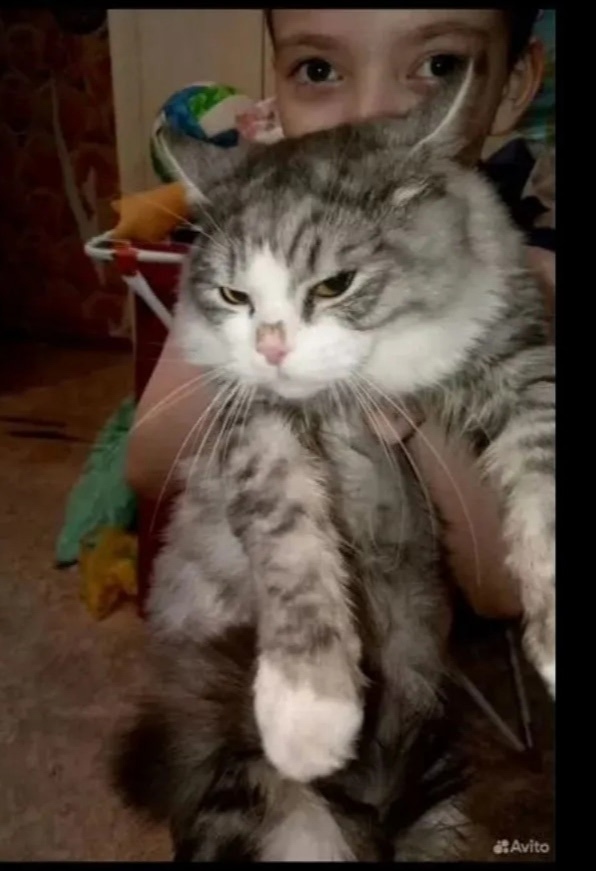 Найдена кошка в Барнауле — фото объявления