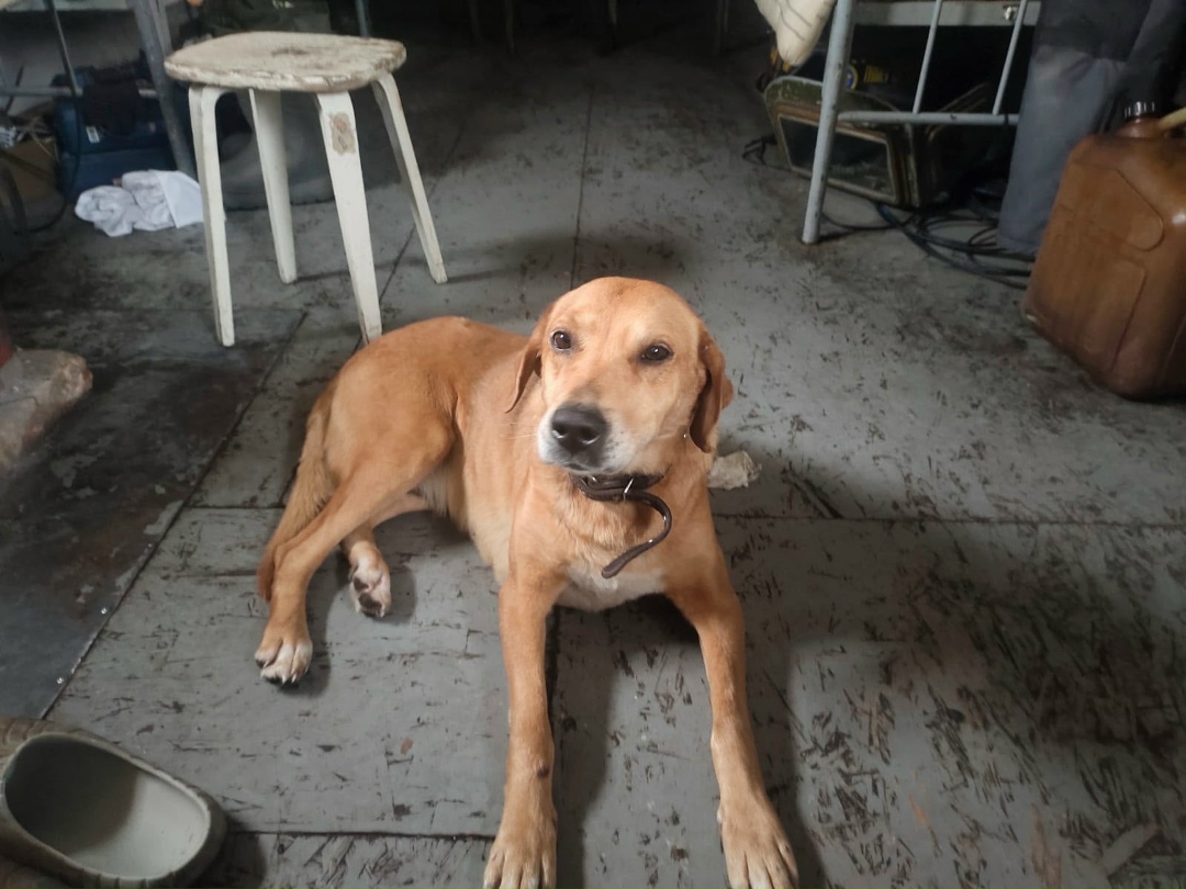 Найдена собака в Барнауле — фото объявления