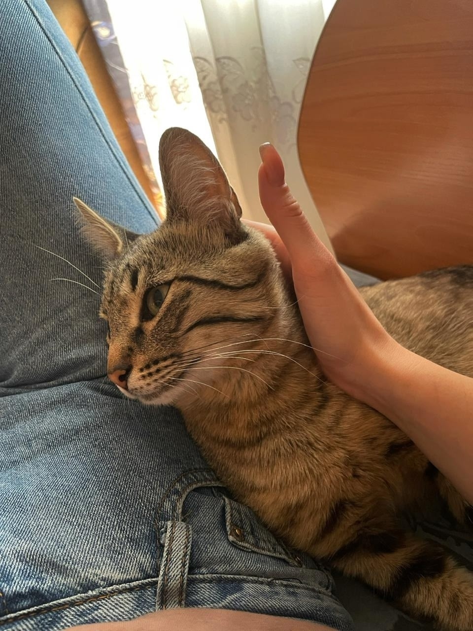 Найдена собака в Барнауле — фото объявления