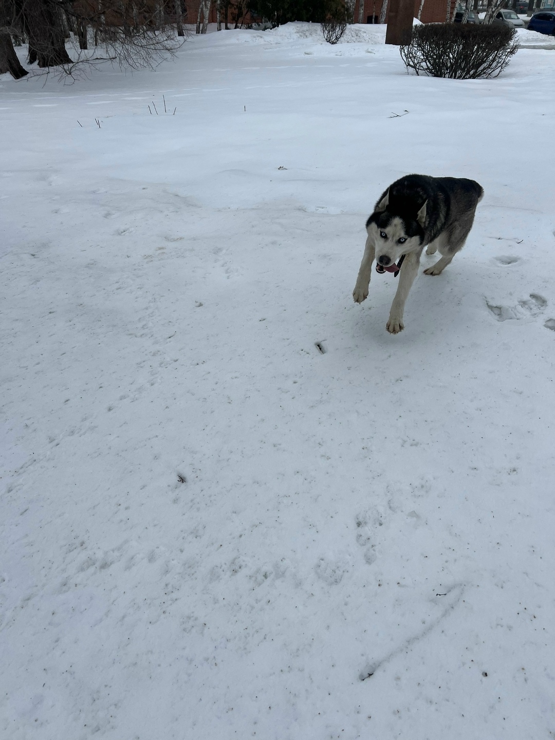 Найдена собака в Барнауле — фото объявления