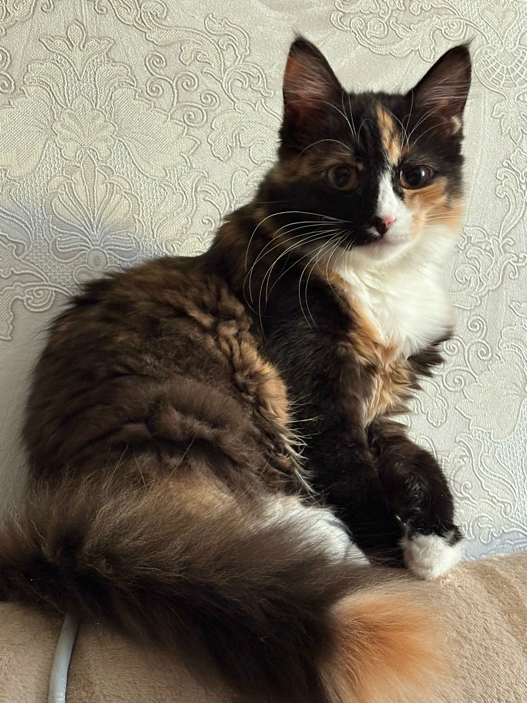 Пропала кошка в Барнауле — фото объявления