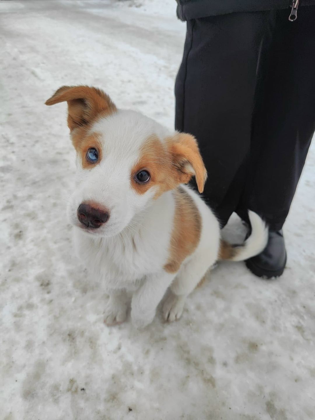 Найдена собака в Барнауле — фото объявления