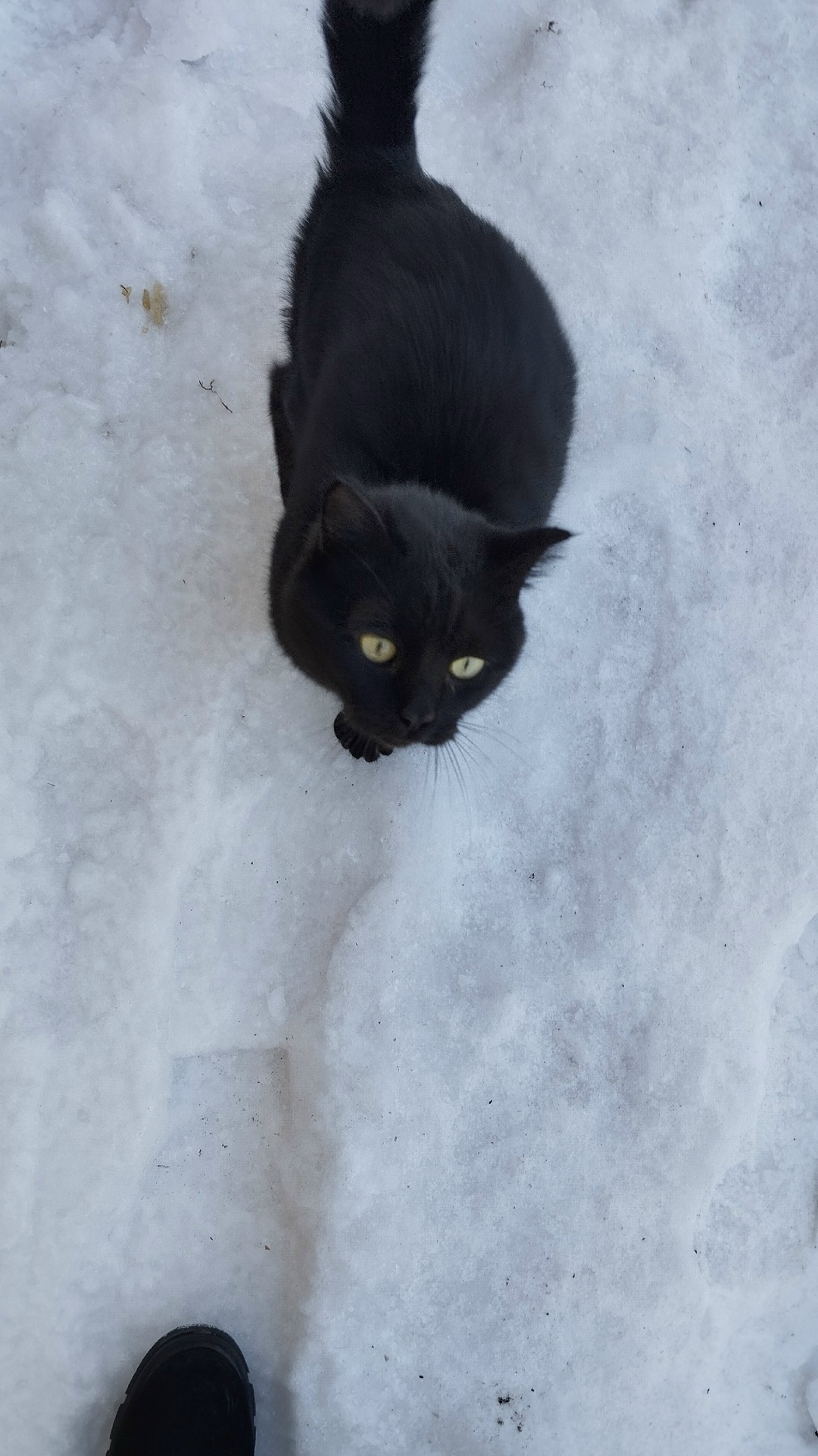 Найдена собака в Барнауле — фото объявления