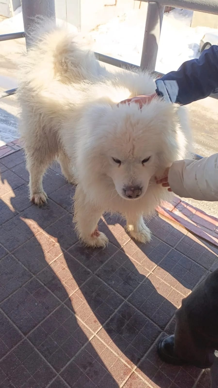 Пропала собака в Барнауле — фото объявления