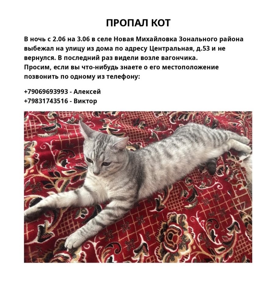 Найдена собака в Барнауле — фото объявления