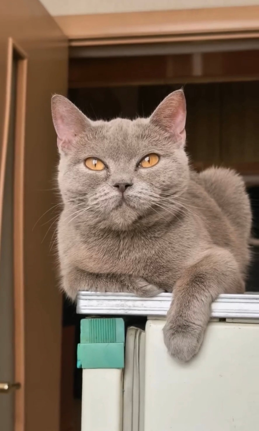 Найдена кошка в Барнауле — фото объявления