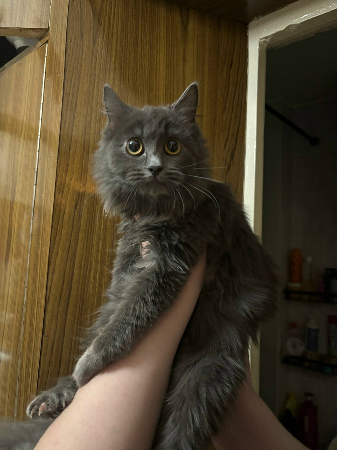 Найдена кошка в Барнауле — фото объявления