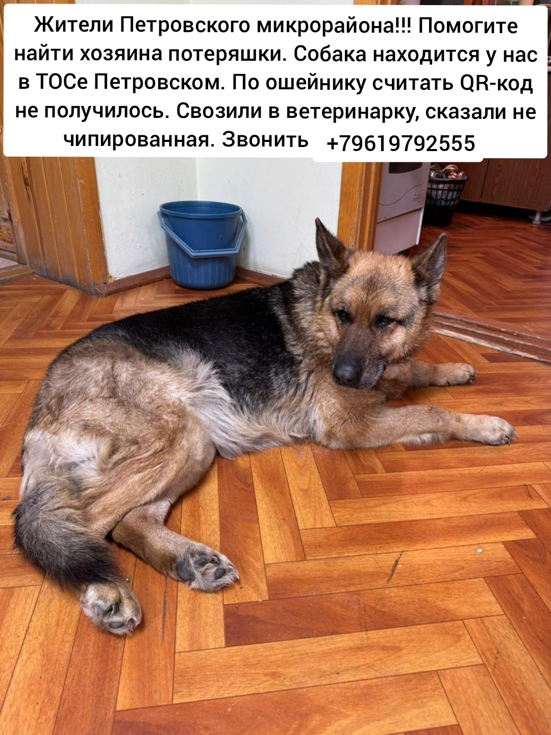 Найдена собака в Барнауле — фото объявления