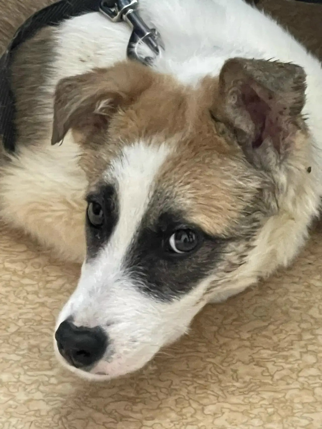 Найдена собака в Барнауле — фото объявления