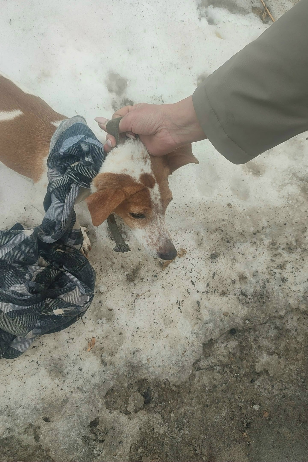Найдена собака в Барнауле — фото объявления