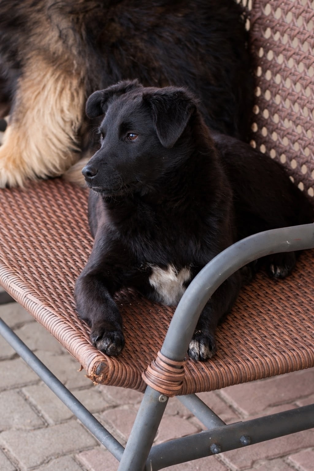 Найдена собака в Барнауле — фото объявления