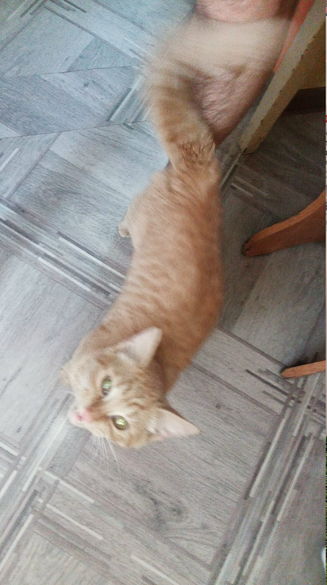 Найдена кошка в Барнауле — фото объявления