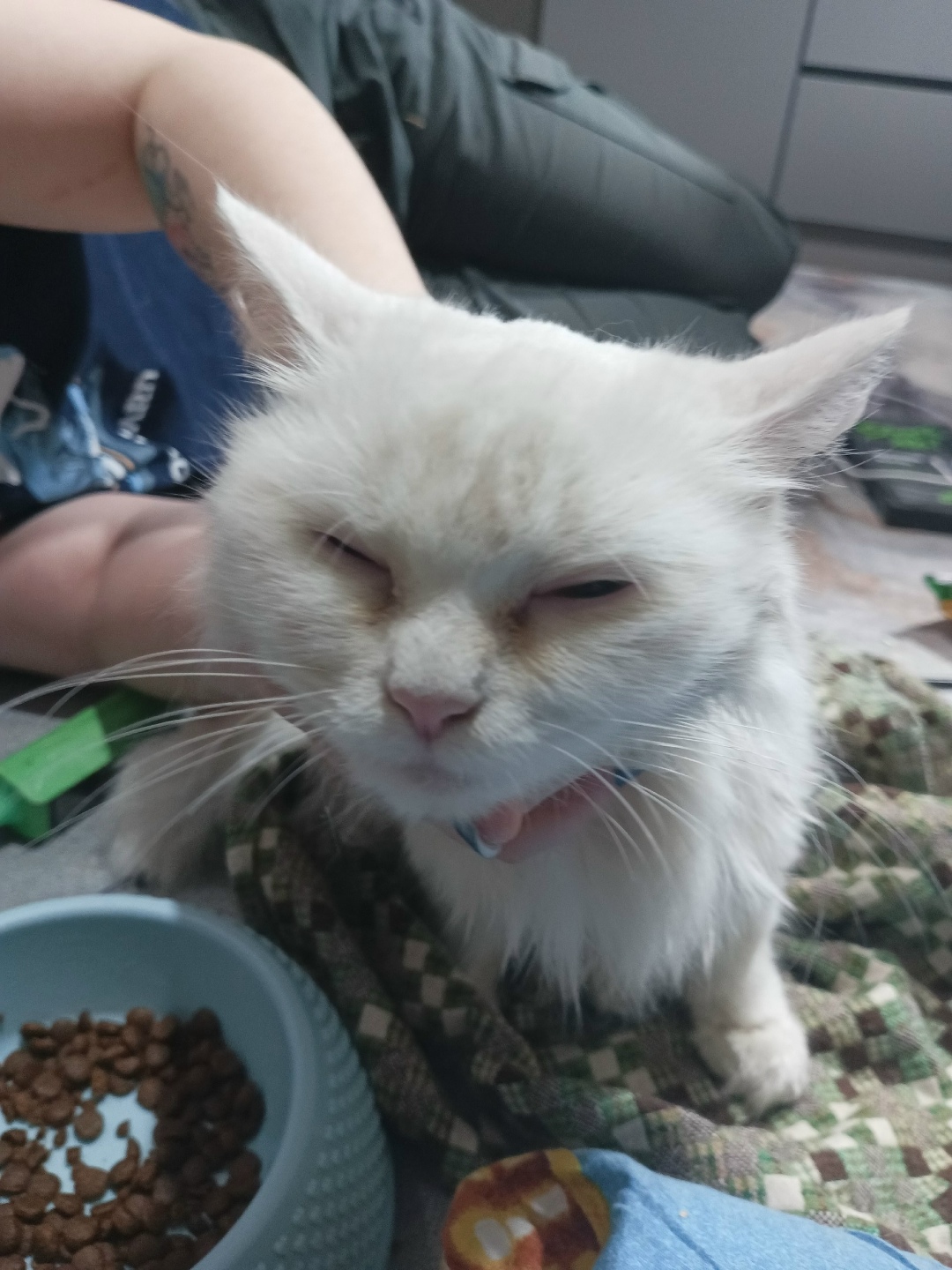 Найдена кошка в Барнауле — фото объявления