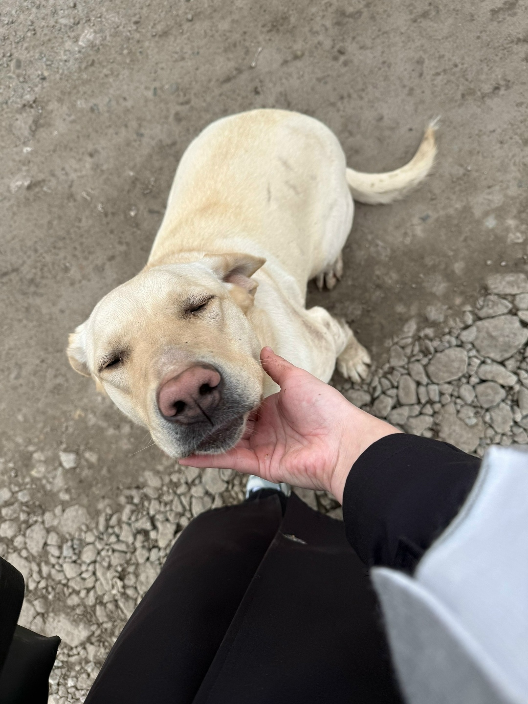 Найдена собака в Барнауле — фото объявления