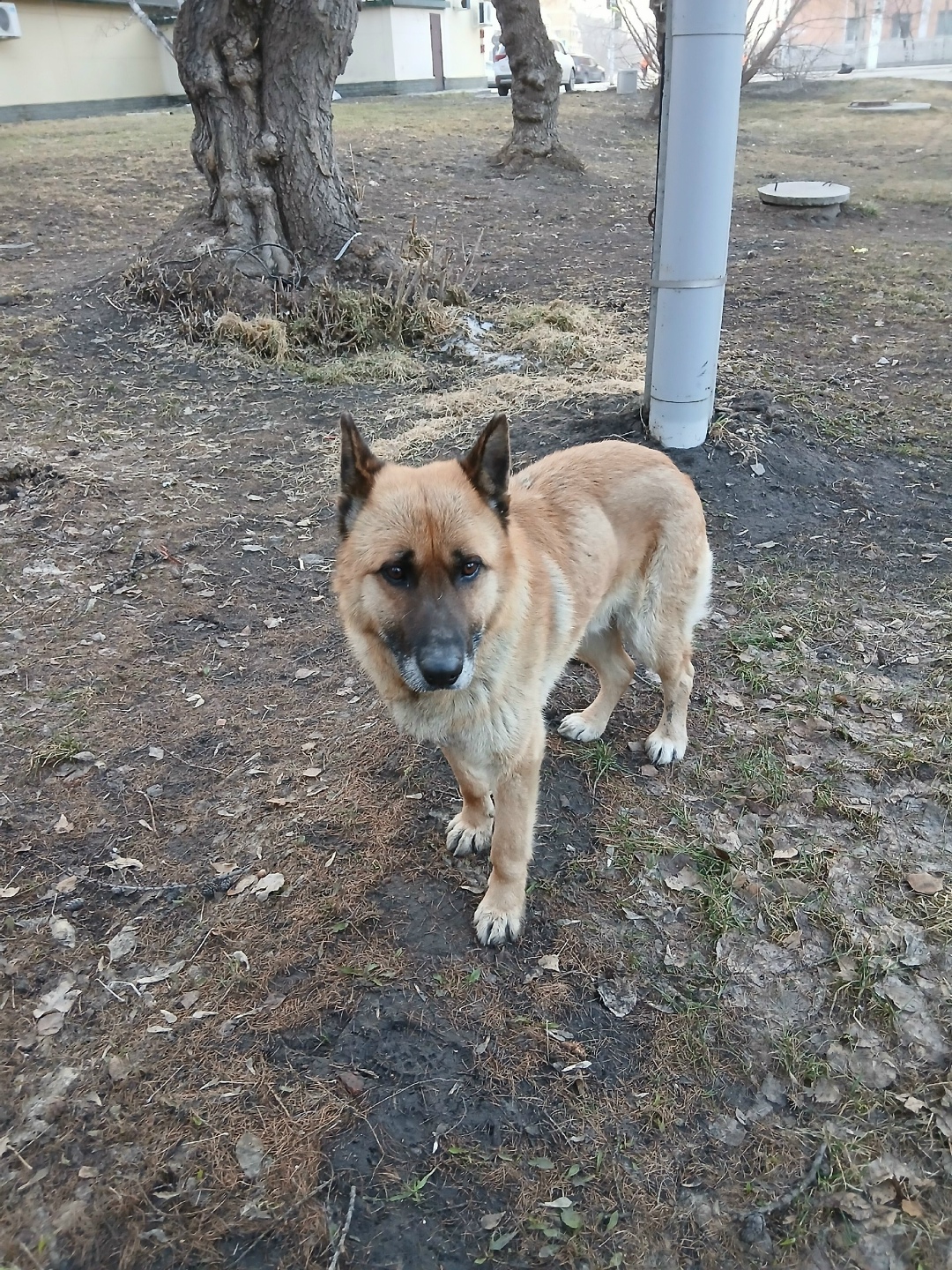 Найдена собака в Барнауле — фото объявления
