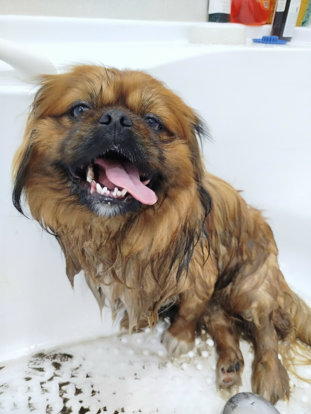 Найдена собака в Барнауле — фото объявления