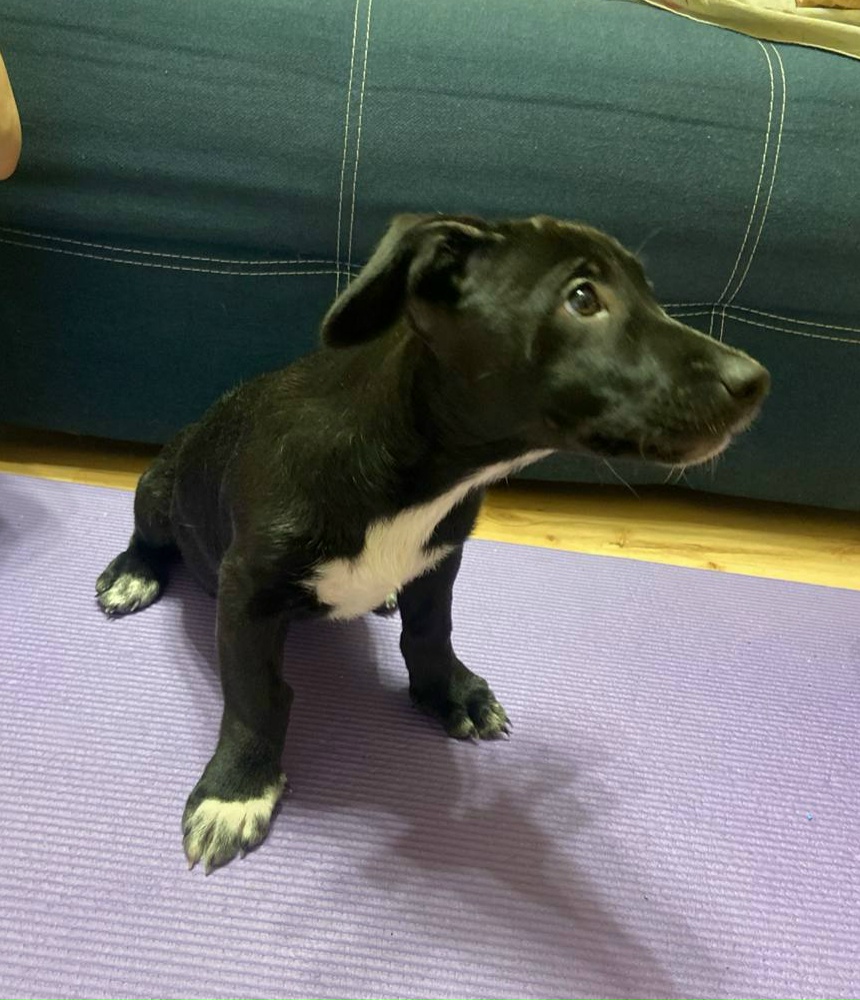 Найдена собака в Барнауле — фото объявления