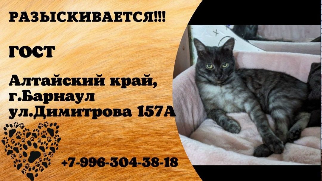 Найдена собака в Барнауле — фото объявления