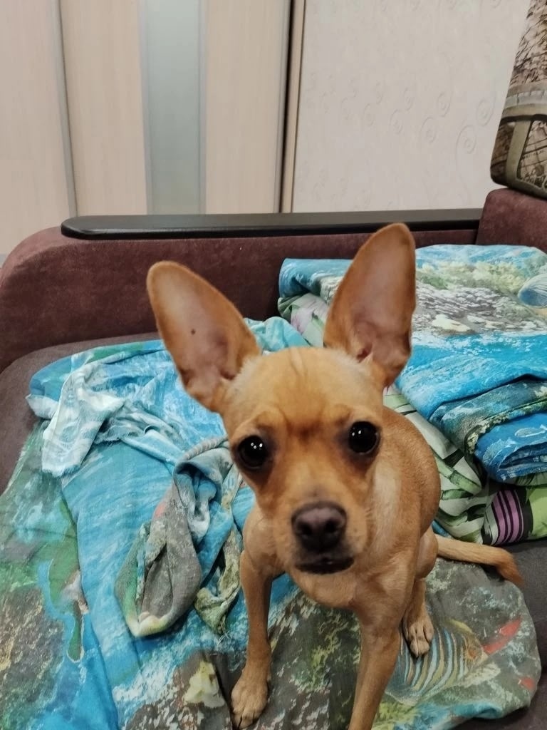 Найдена собака в Барнауле — фото объявления