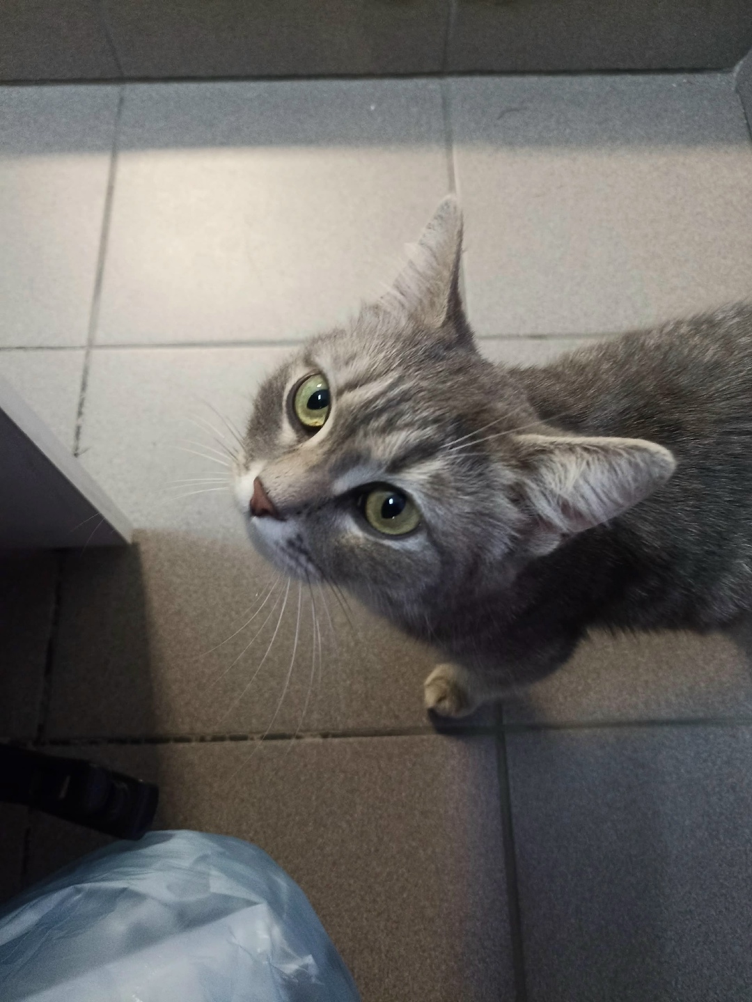 Найдена кошка в Барнауле — фото объявления