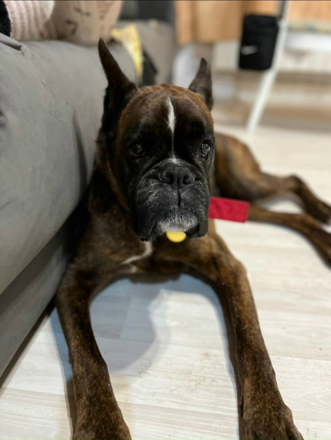 Найдена собака в Барнауле — фото объявления