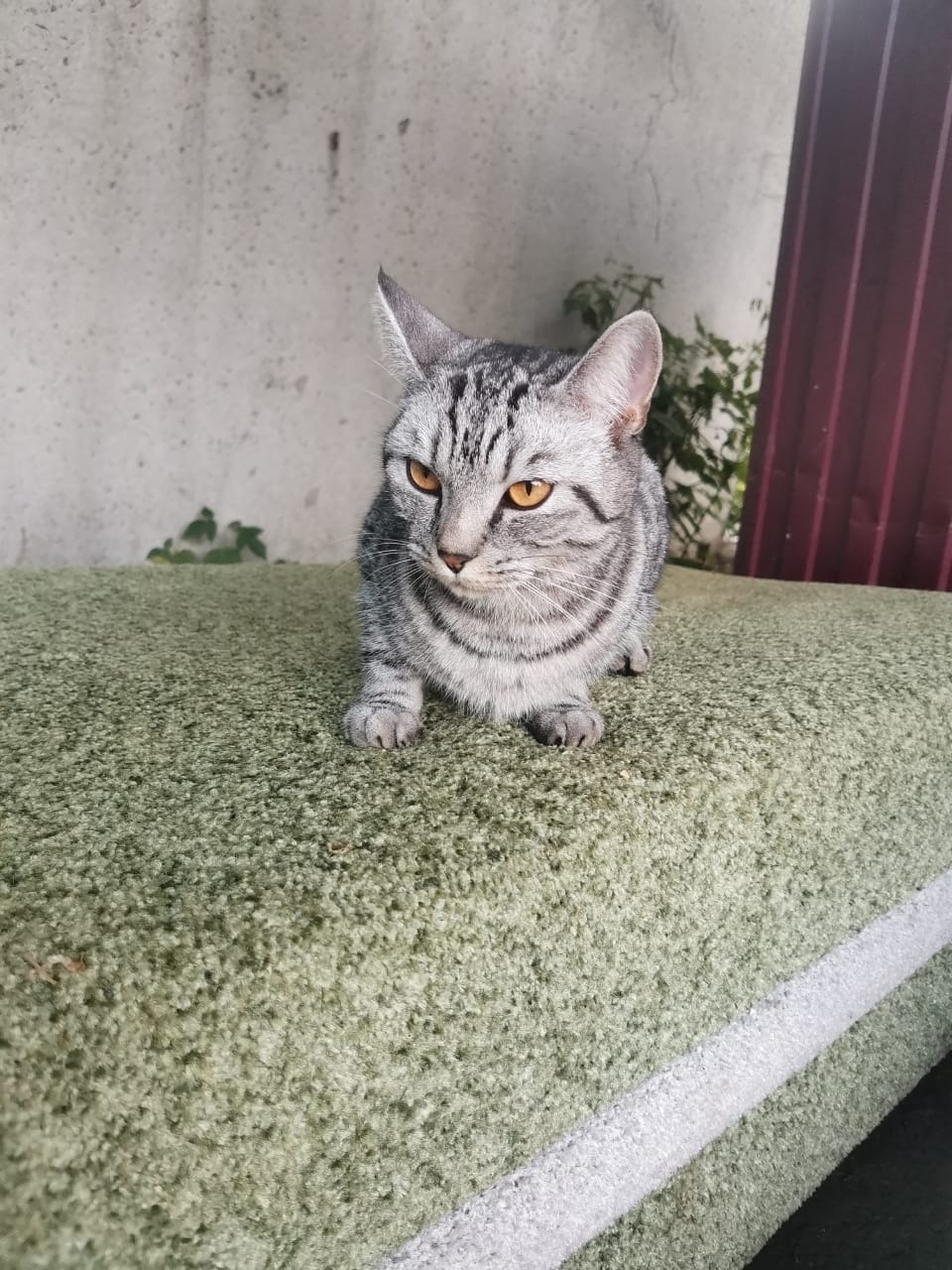 Найдена собака в Барнауле — фото объявления