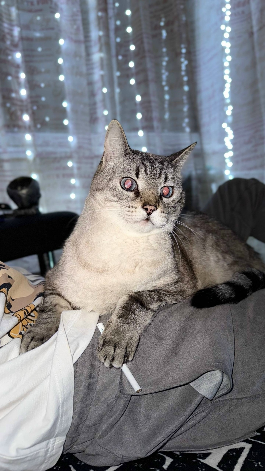 Найдена собака в Барнауле — фото объявления