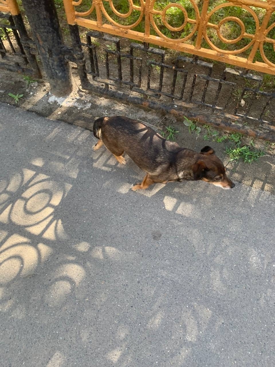 Найдена собака в Барнауле — фото объявления