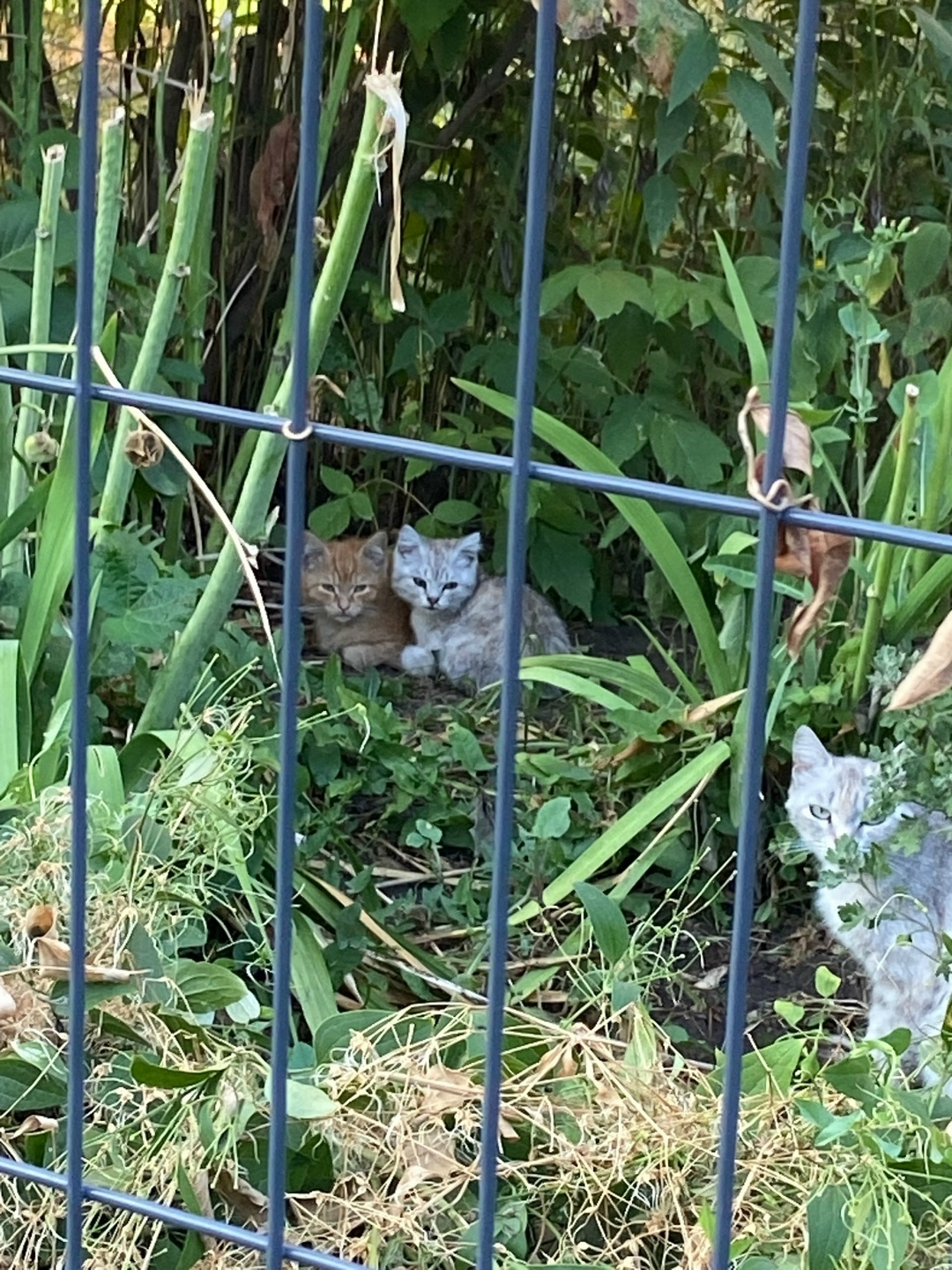 Найдена собака в Барнауле — фото объявления