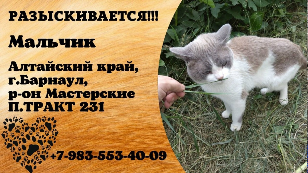 Найдена собака в Барнауле — фото объявления