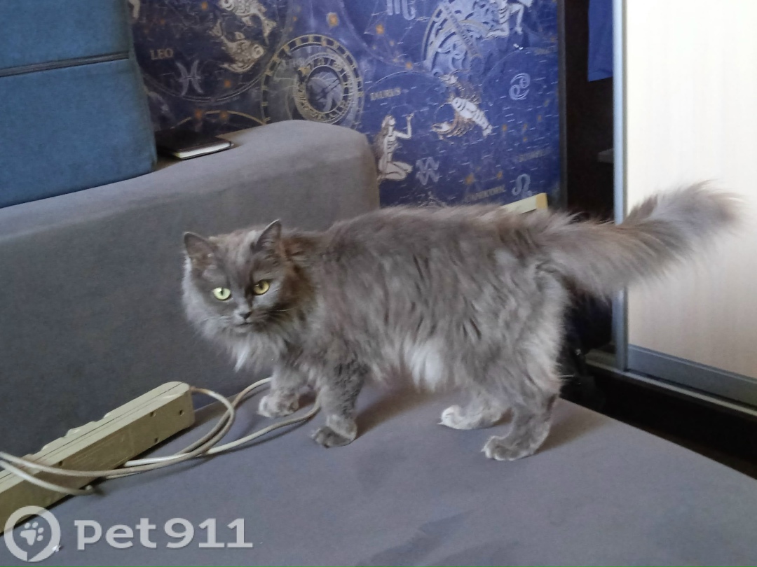 Найдена собака в Барнауле — фото объявления