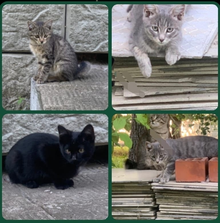 Найдена собака в Барнауле — фото объявления