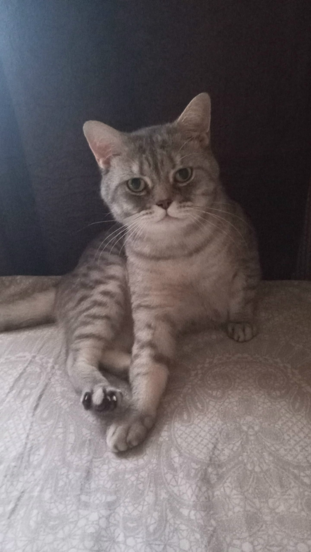 Найдена собака в Барнауле — фото объявления