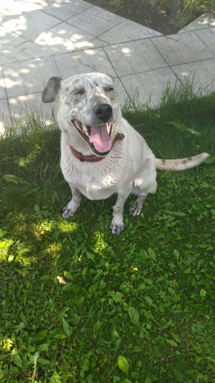 Найдена собака в Барнауле — фото объявления