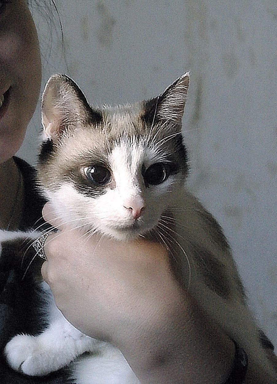 Найдена собака в Барнауле — фото объявления