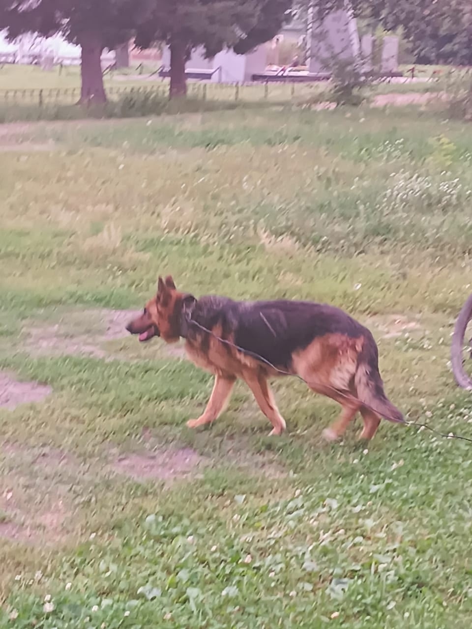 Найдена собака в Барнауле — фото объявления