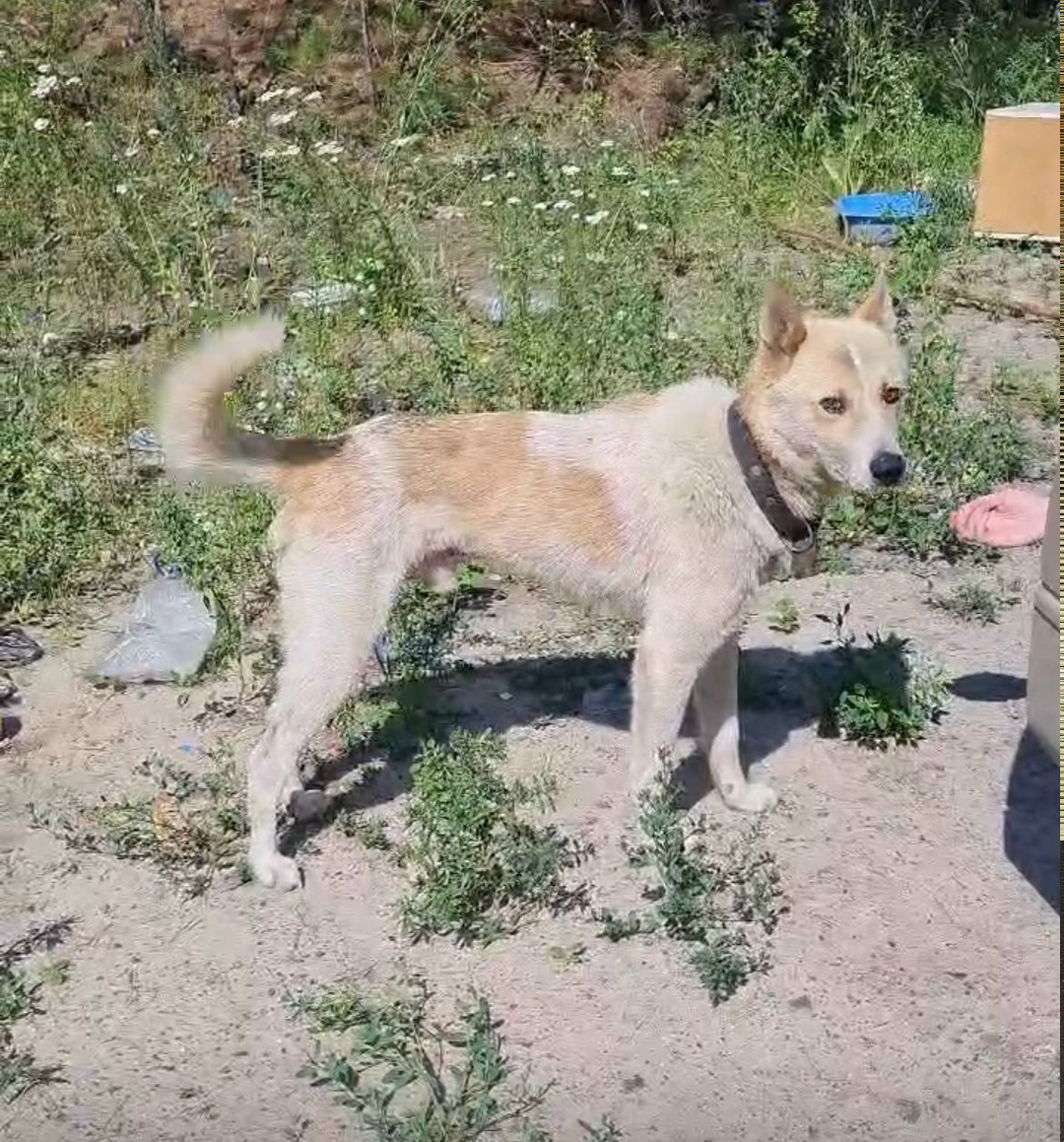Найдена собака в Барнауле — фото объявления