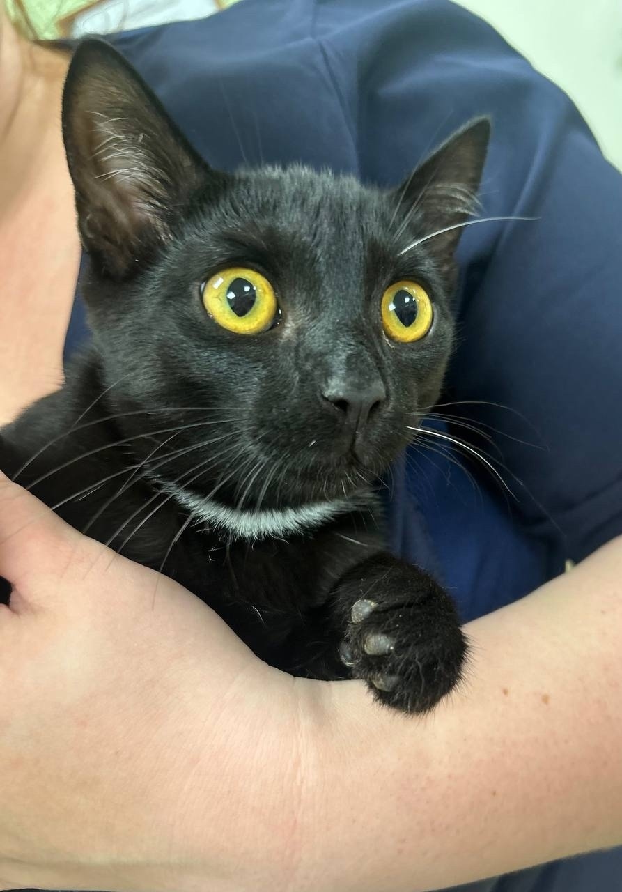 Найдена собака в Барнауле — фото объявления