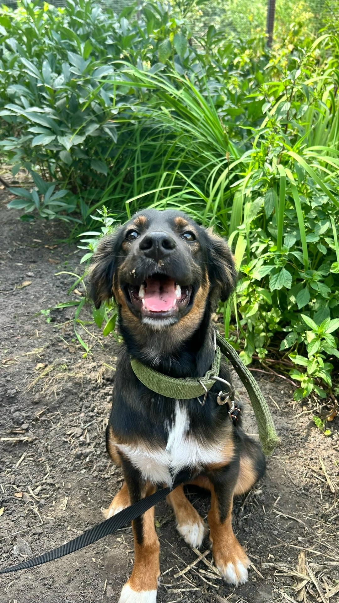 Найдена собака в Барнауле — фото объявления