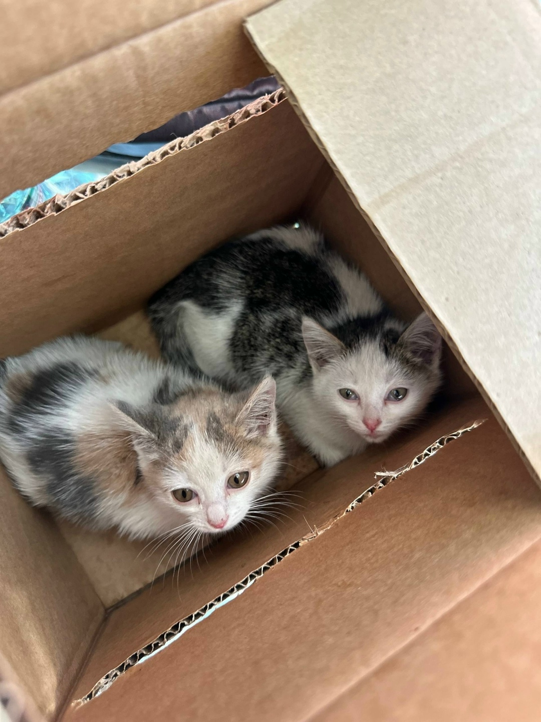 Найдена собака в Барнауле — фото объявления