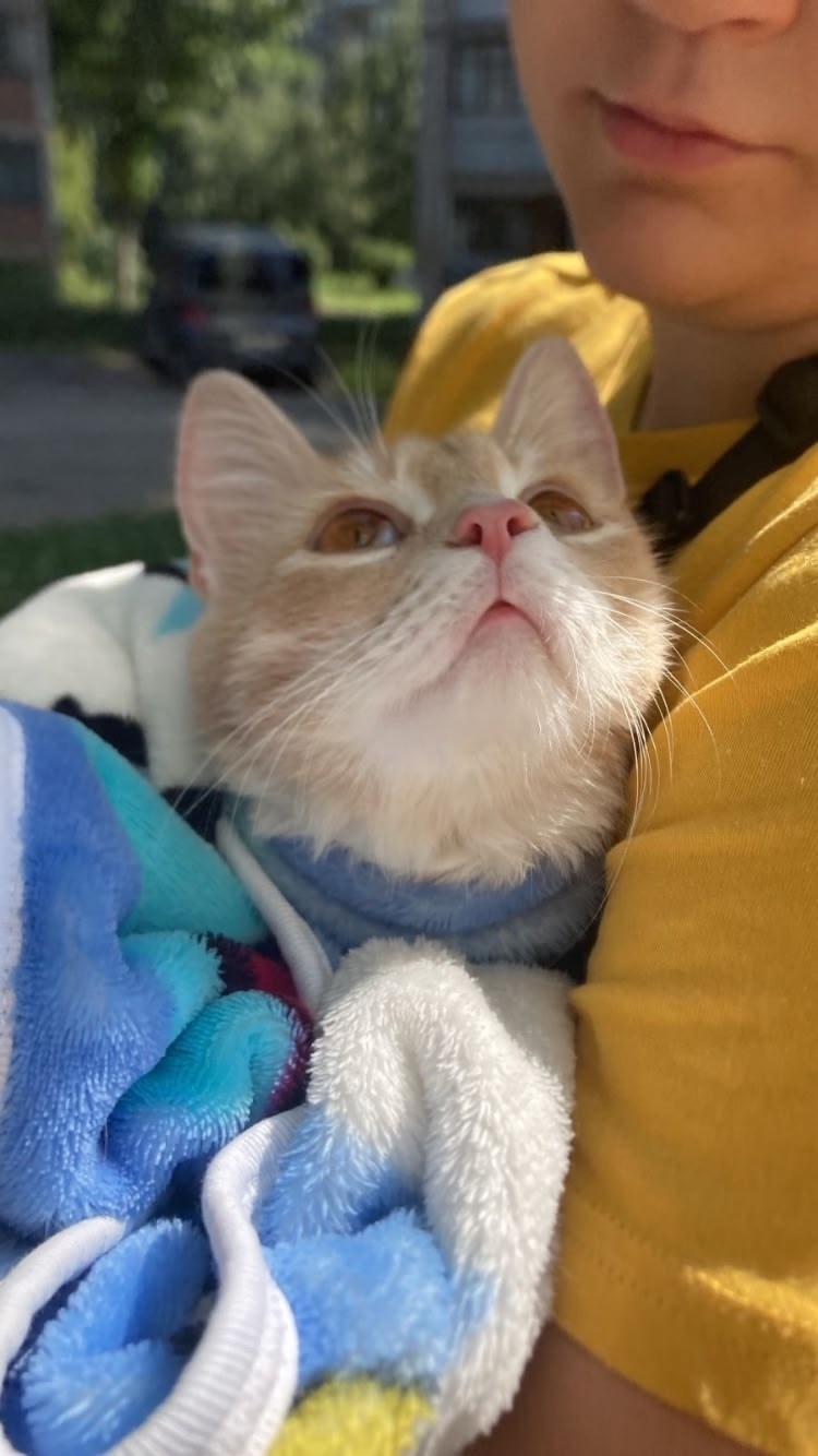 Найдена собака в Барнауле — фото объявления