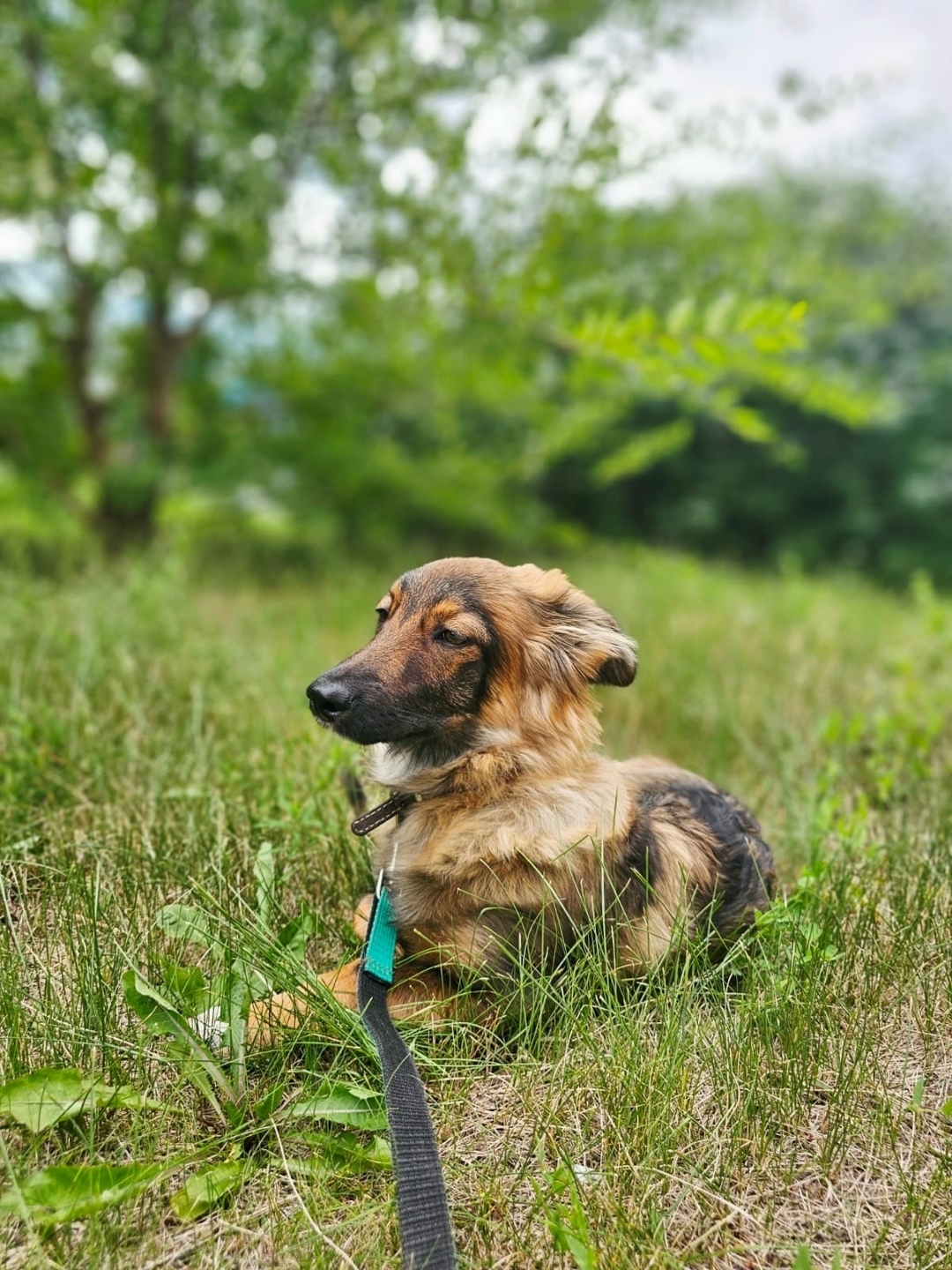 Найдена собака в Барнауле — фото объявления
