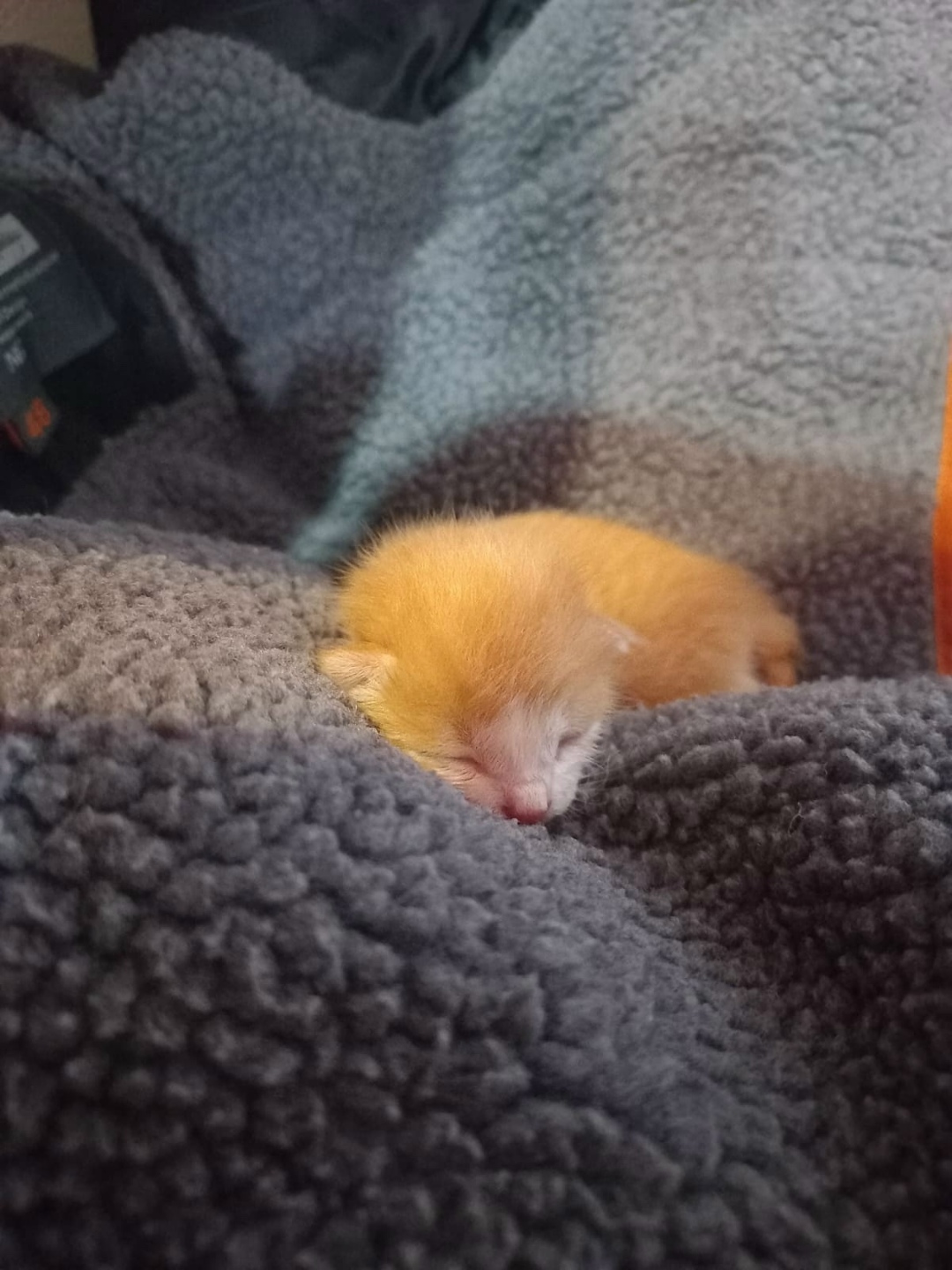 Найдена собака в Барнауле — фото объявления