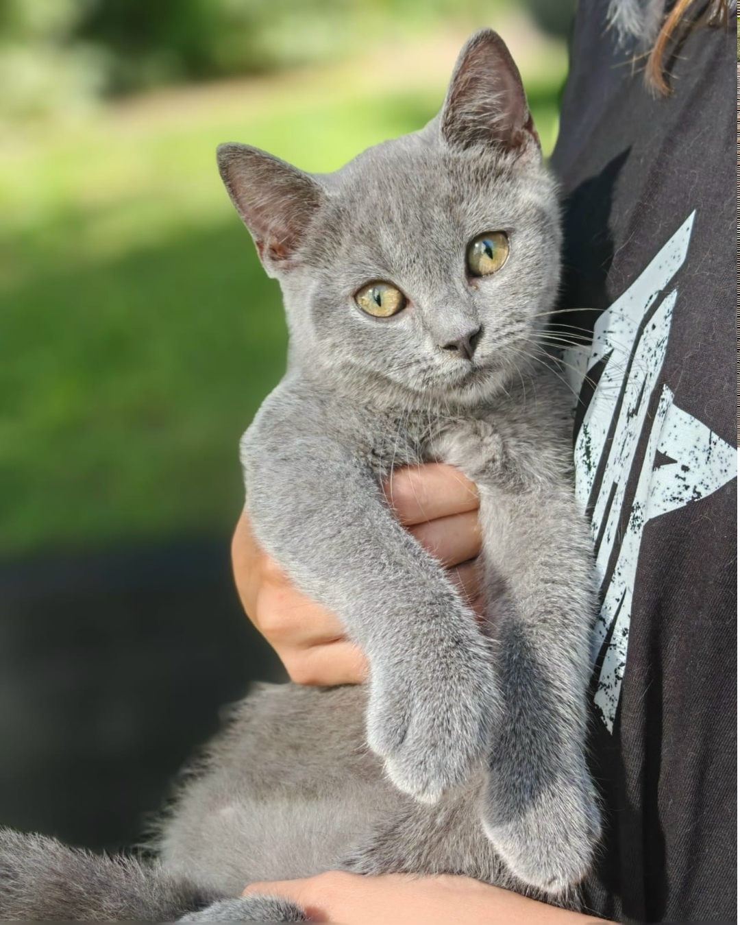 Найдена собака в Барнауле — фото объявления
