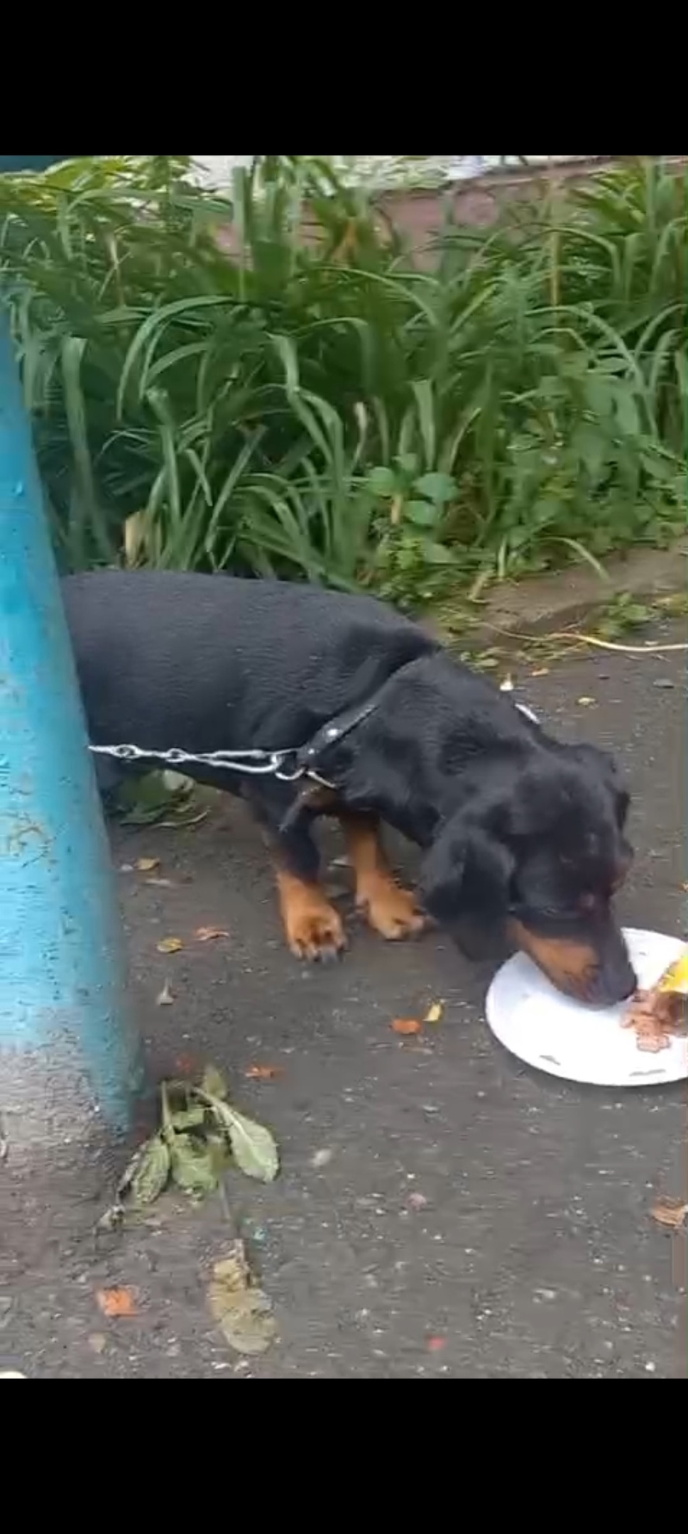Найдена собака в Барнауле — фото объявления
