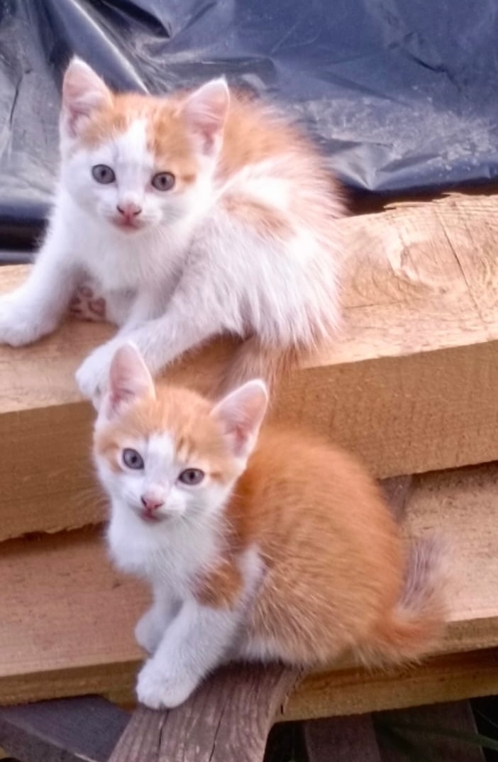 Найдена собака в Барнауле — фото объявления