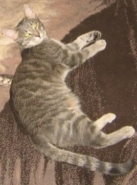 Найдена собака в Барнауле — фото объявления